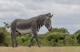OLpejeta Conservancy Day Tour
